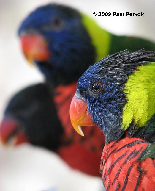 Birds of a feather at the San Antonio Zoo